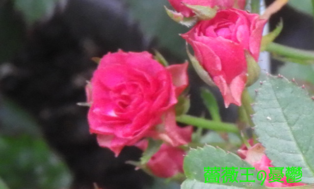 薔薇「いちご姫」極小薔薇が仲間になりました!2023-04-15: サク 薔薇「いちご姫」極小薔薇が仲間になりました!2023-04-15: サク