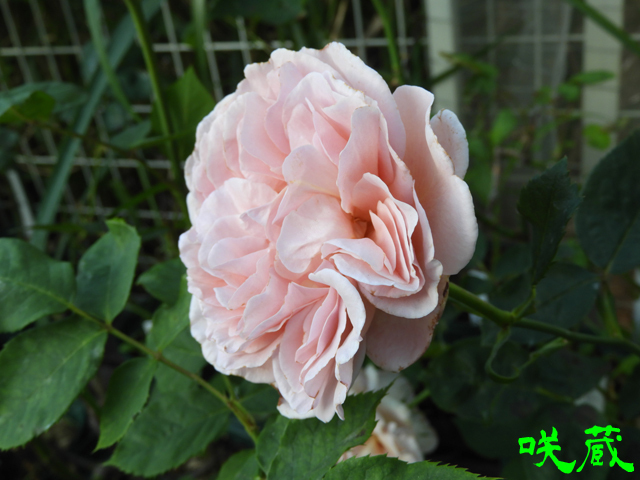 薔薇 華やかアンティーク 大正ロマン ヤジマローゼズ『アンティークウォッチ』✨ 俯向きに咲く中大輪