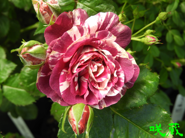 薔薇「センテッドジュエル」開花！赤紫に白の絞りのスプレー咲き