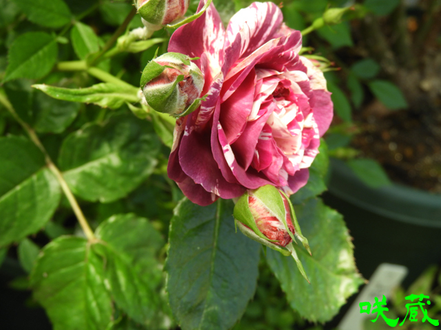 薔薇「センテッドジュエル」開花！赤紫に白の絞りのスプレー咲き