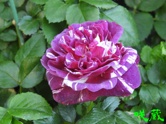 薔薇「ビクトリアンシークレット」開花!中心がオレンジ、外側が 薔薇「ビクトリアンシークレット」開花!中心がオレンジ、外側が
