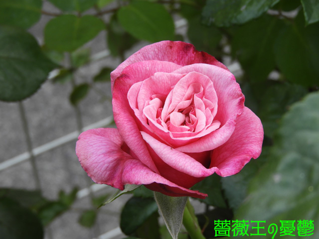 薔薇「ミネルバ」開花！紫色の薔薇の筈ですが・・・。2023-04-23