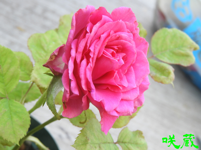 薔薇「ライラ」開花！見とれるような濃いピンクの美しい薔薇ですが・・・。2023-05-12: サクちゃんねる