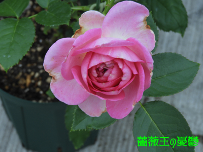 薔薇「ロワドロンサール」初開花！ピエールドゥロンサールの枝変わり、美しいピンク2022-06-03: サクちゃんねる