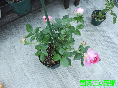 薔薇「ロワドロンサール」初開花！ピエールドゥロンサールの枝変わり、美しいピンク2022-06-03: サクちゃんねる