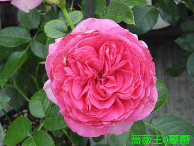 薔薇「ロワドロンサール」初開花！ピエールドゥロンサールの枝変わり、美しいピンク2022-06-03: サクちゃんねる