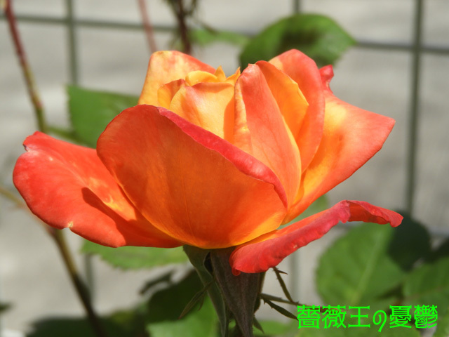 薔薇「錦絵」開花！黄色からオレンジの複色、やがて朱色に変わる